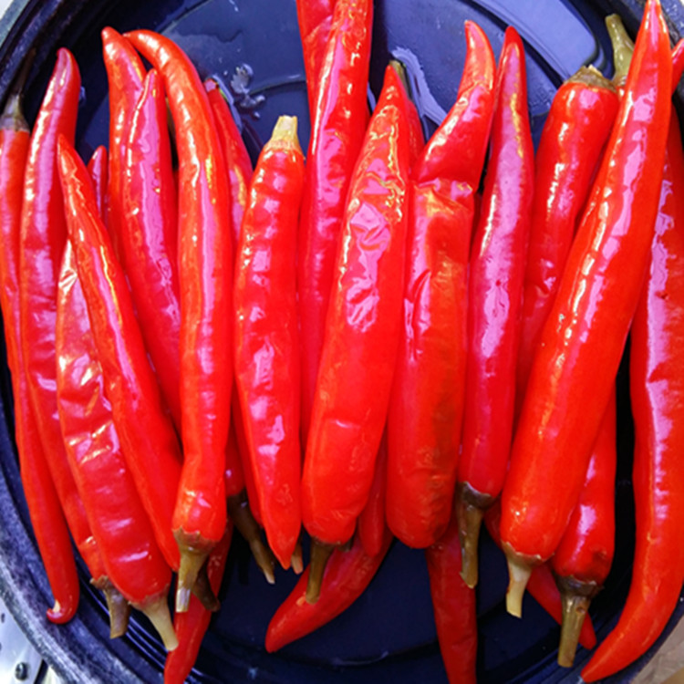 厂家直销红泡椒肉泡椒 餐饮 酒楼烹饪 川菜厨师用肉椒长红泡椒