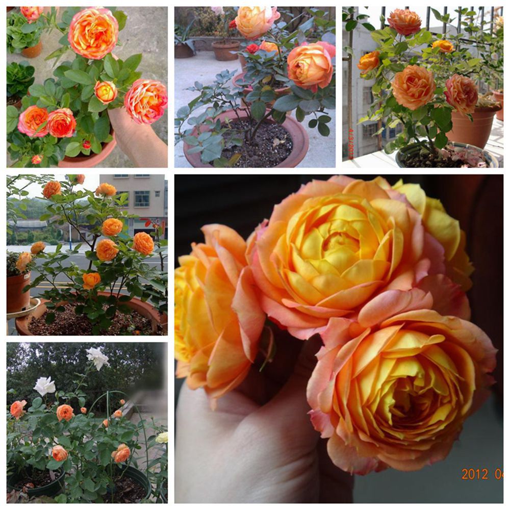 批发 月季 月季花苗 藤本月季 欧洲月季 浪漫宝贝月季当年开花!