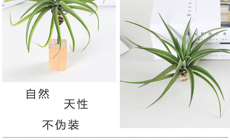 空气凤梨贝可利,霸王,卡比塔塔(第16页)_大山谷图库