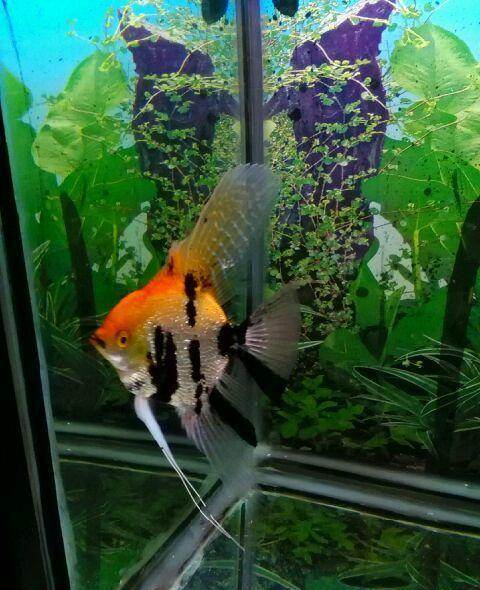 热带鱼 观赏鱼 熊猫仙 神仙鱼 燕子鱼 燕鱼 三色燕鱼 三色神仙