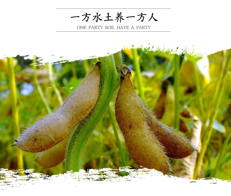 现货供应秋黄芽豆 批发690小金黄珍珠粒芽豆 农家生芽黄芽豆41kg