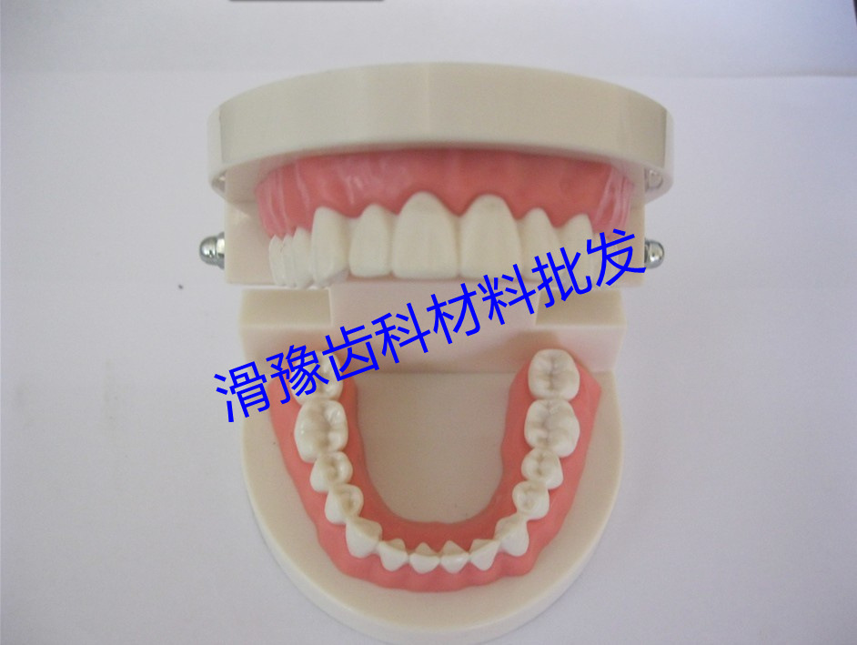 牙科 义齿模型 全口牙 牙齿模型 标准模型 口腔器材