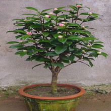 多种绿化苗 小叶黄杨小苗 黄杨球 四季种植灌木批发基地发货-阿里巴巴