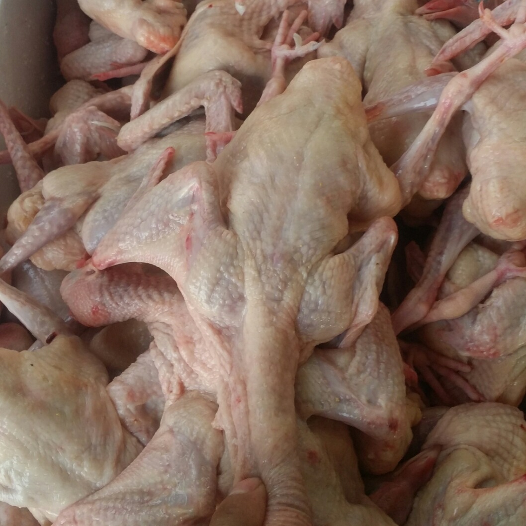 活体白羽王鸽鲜活乳鸽活毛鸽子能吃食的鸽子肉鸽活体肉鸽