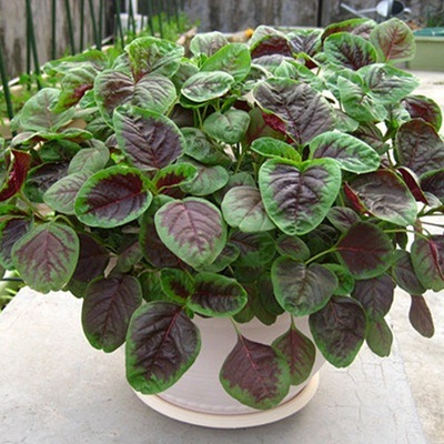 一点红苋菜种子 减肥排毒 促进生长儿童生长发育 长寿菜