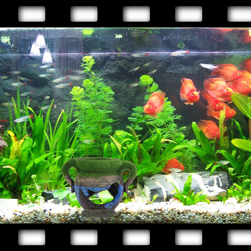 水族箱小型观赏鱼缸造景装饰鱼虾窝苔藓花瓶躲避屋树脂摆件 热卖