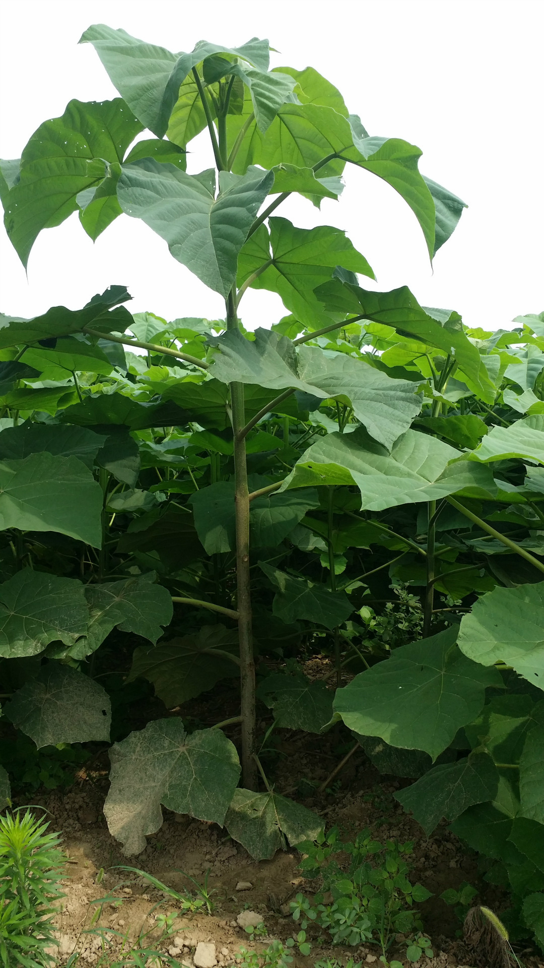 河南省大量出售各种规格新品种白花泡桐树苗(基地直销/价格优惠