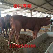 广西养肉牛 肉牛养殖成本 养什么品种的肉牛好 鲁西黄牛