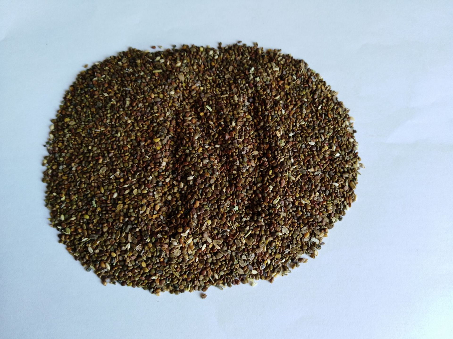 批发多年生牧草种子 沙打旺牛羊牧草种子 耐盐碱牧草沙打旺种子