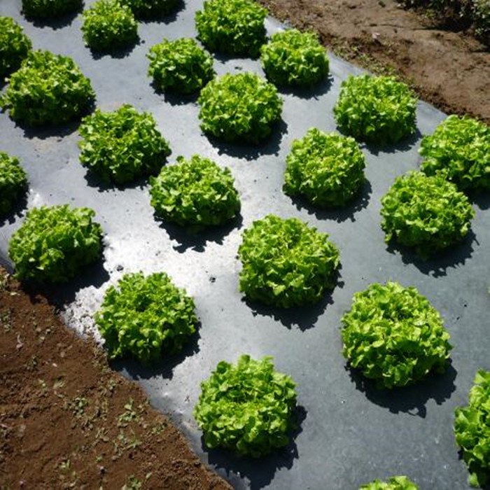 透水保湿保肥保温生态可降解地膜