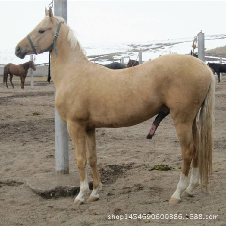 两匹矮马出售厂家