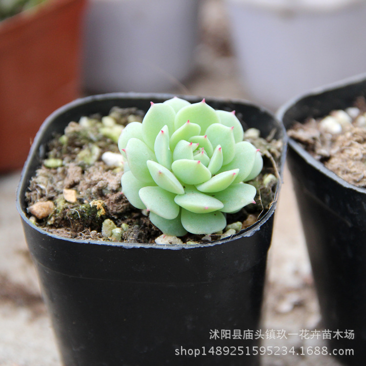 基地批发可爱多肉植物 静夜 桌面观赏迷你盆栽静夜多肉花卉绿植