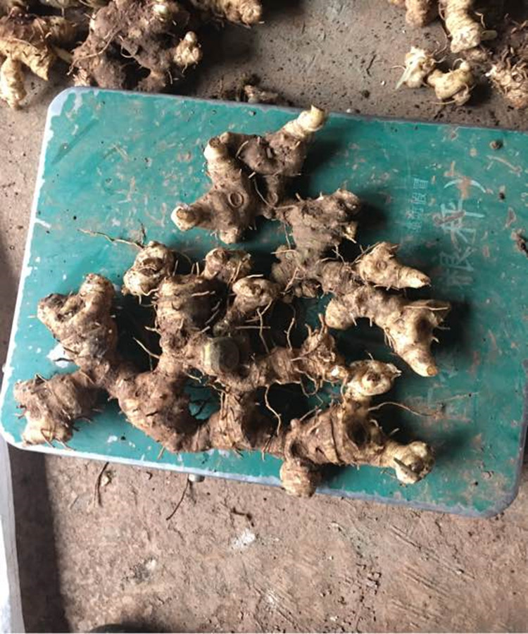 云南滇黄精种子鸡头黄精种子姜黄精种子成孰好颗粒饱满发芽率高