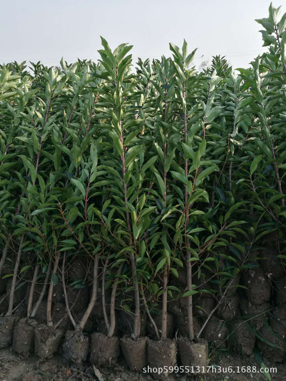 出售精品法国冬青青珊瑚各种规格用于篱笆量大优惠品种齐全