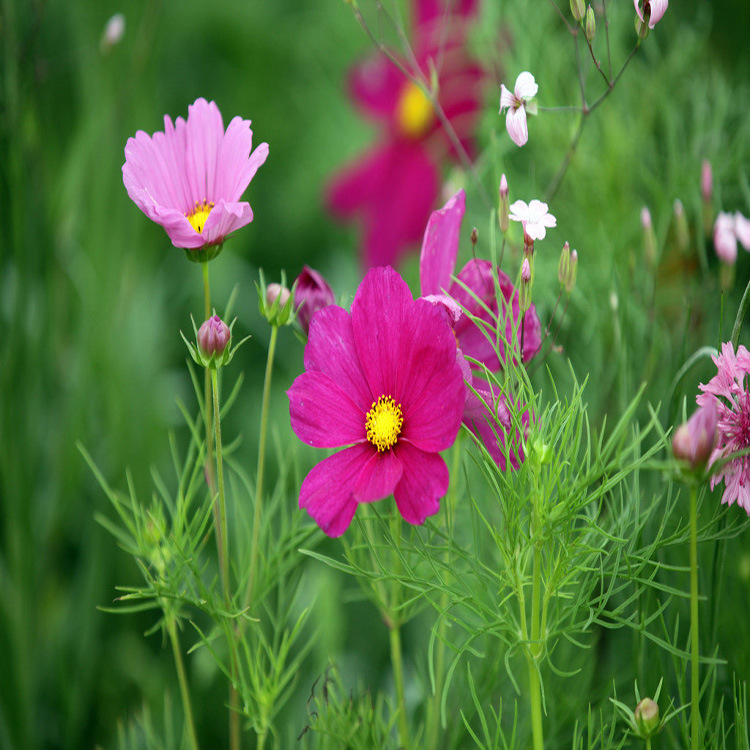 批发花卉花籽 混色波斯菊花卉草籽 庭院阳台种植 草籽四季可播种