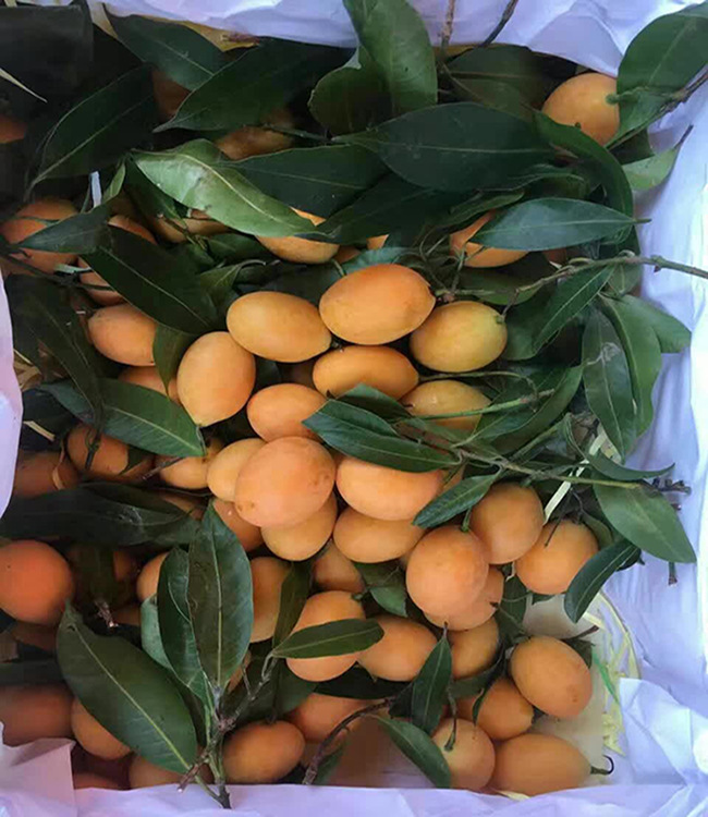 新品泰国枇杷芒 新鲜水果进口迷你小芒果带皮吃12斤一件代发批发