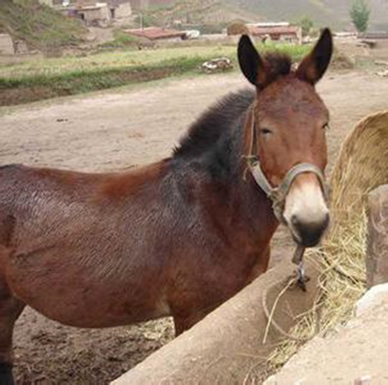 【托货骡子出售】【经济,实惠,省工,省力】小骡子的格骡子用来:山区