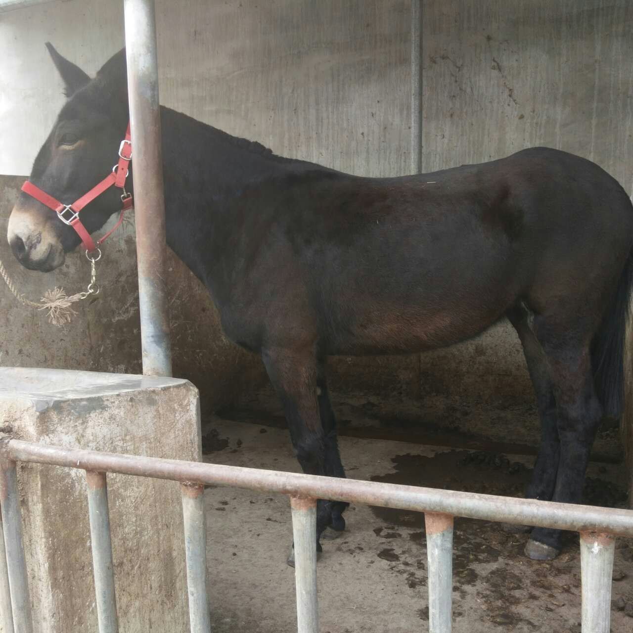 运输骡子多少钱一头山东 骡马驮运 马驴运输