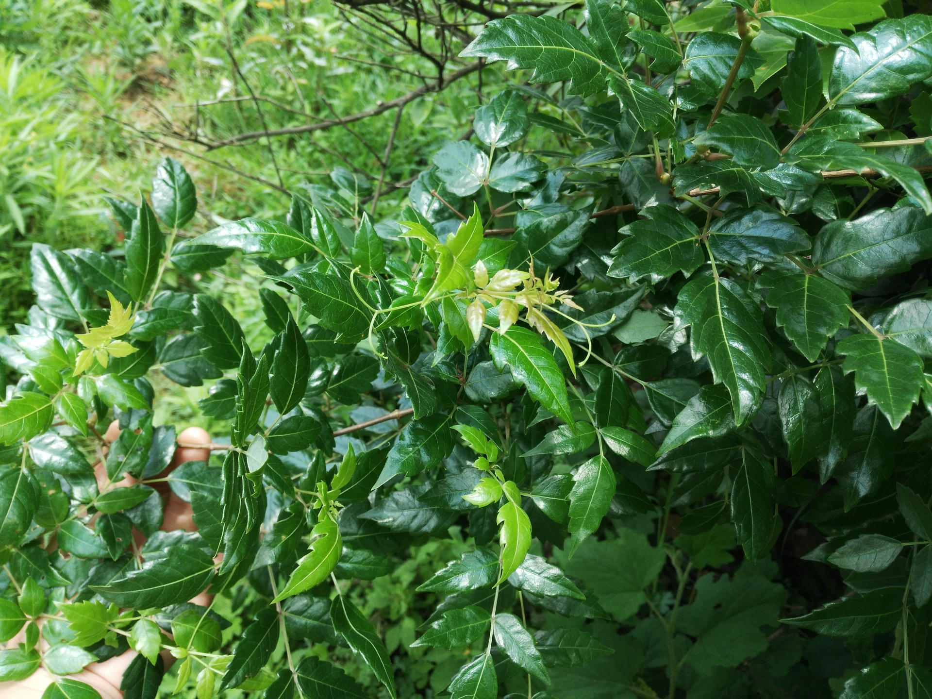 无梗无碎藤茶霉茶叶批发衡东纯手工制作