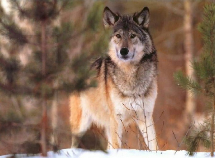 不用交voc税的pu树脂研制成功,狼真来了