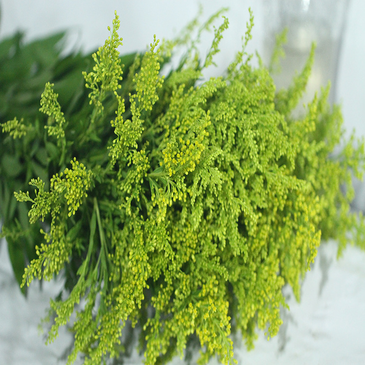 红日鲜花批发 黄莺配草直批 黄英鲜花新鲜 基地直销黄英花