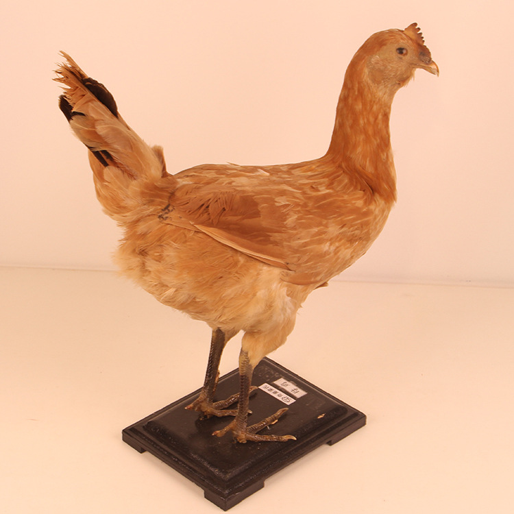 厂家直销"鸡妈妈标本"动物科学教具婴幼儿童早教益智类玩教具