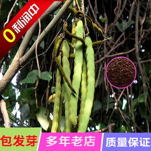 品质货源血藤种子 量大优惠 包质包量 园艺绿化工程血藤种子批发