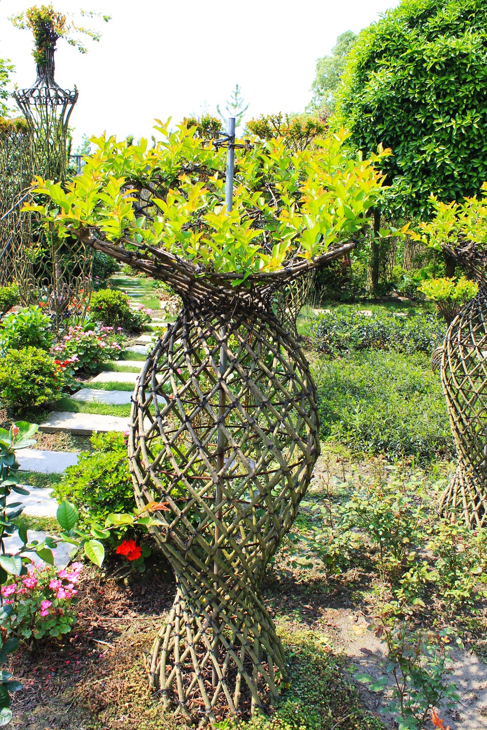 紫薇造型景观树 宽口花瓶 紫薇编艺 园林绿化苗木 庭院别墅