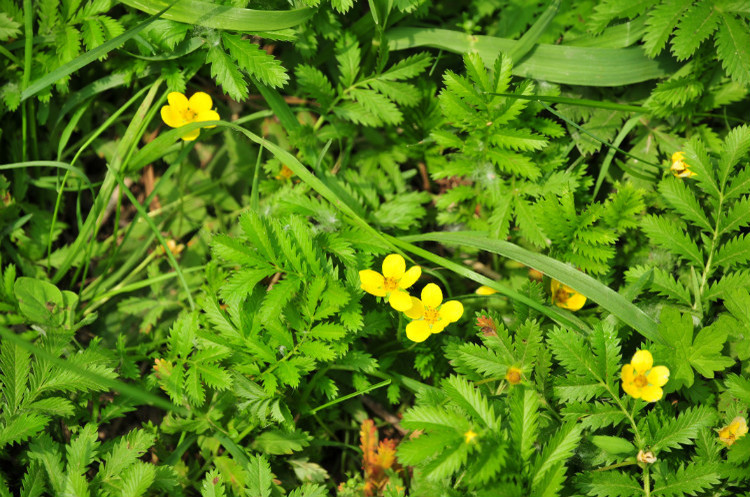 鹅绒委陵菜提取物鹅绒委陵菜萃取粉提取物斯诺特厂家