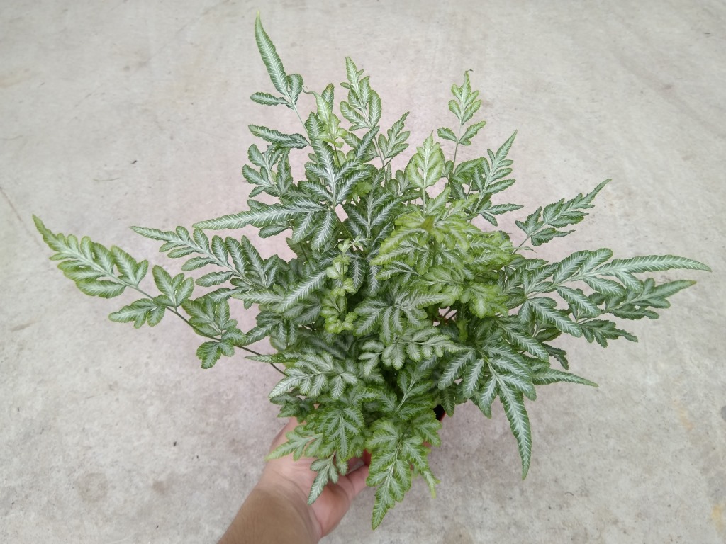 供应 微景观植物 小盆栽花卉 观赏植物 夏雪银线蕨110