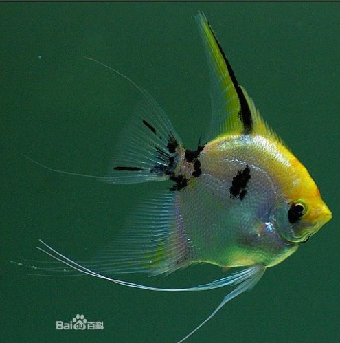 热带鱼 观赏鱼 熊猫仙 神仙鱼 燕子鱼 燕鱼 三色燕鱼 三色神仙