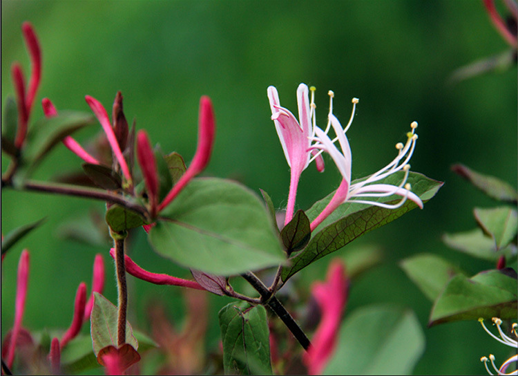 【红色金银花基地金银花盆栽苗爬藤盆景红白金银花茶苗庭院四季绿植