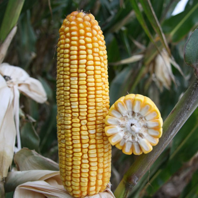 浚单29 大穗轴细 玉米种子 高产 稳产 抗病 农业种子 品种齐全