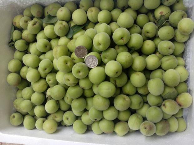 供应新鲜青梅果现采摘青梅鲜梅福建青梅厂地直采直发