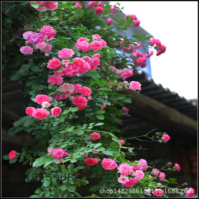 多花蔷薇苗 循环开花藤本蔷薇 爬藤蔷薇 大花蔷薇花苗 树状月季