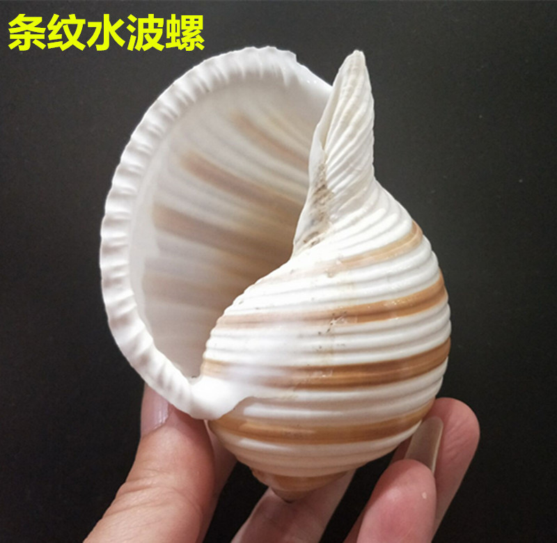 条纹水波螺首图