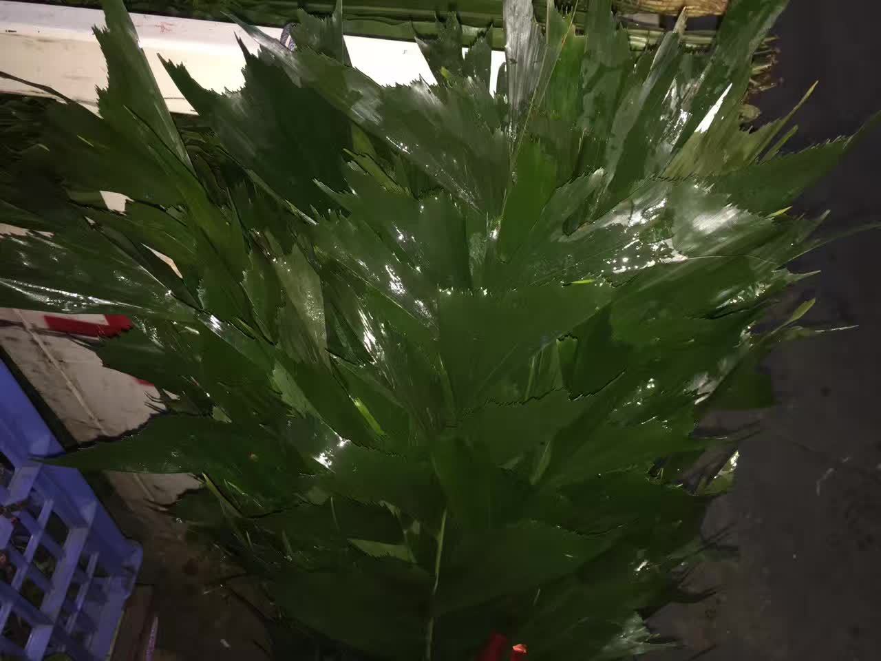 鱼尾叶  鲜花批发 昆明鲜花基地玫瑰鲜花 云南昆明斗南鲜花