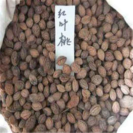 源头批发紫叶桃种子红叶碧桃树种子毛桃核种子大量果树苗种籽