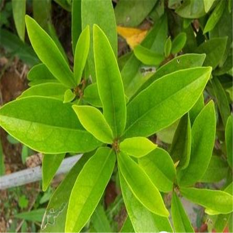 丁公藤提取物兰州现货