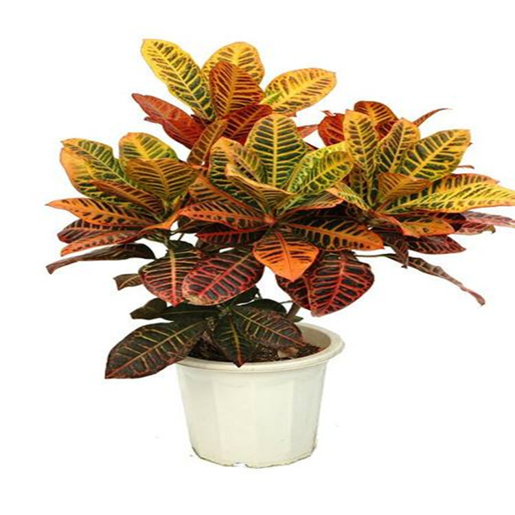 变色木 大型高档室内盆栽花卉四季常青盆景七彩变叶木植物 吸甲醛