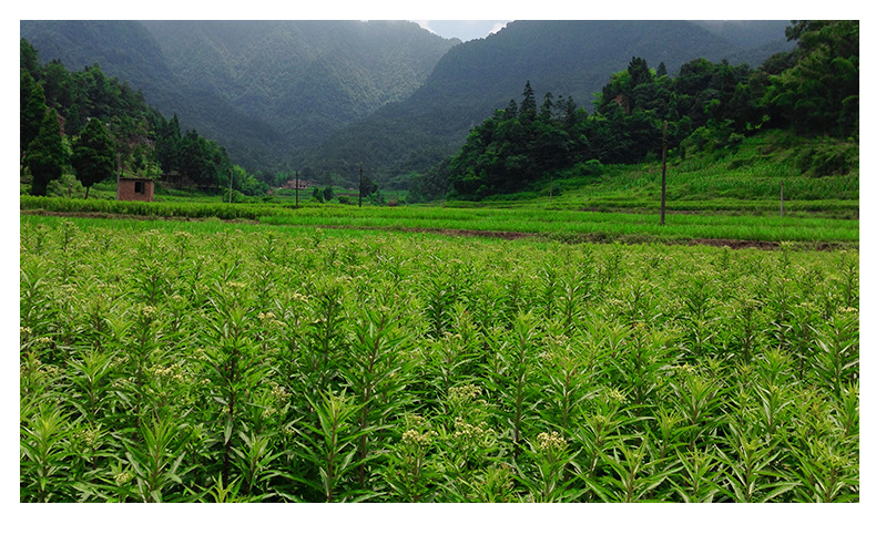 古蔺精品赶黄草花优质赶黄草500g/袋 营养丰富手工清洁健康产品