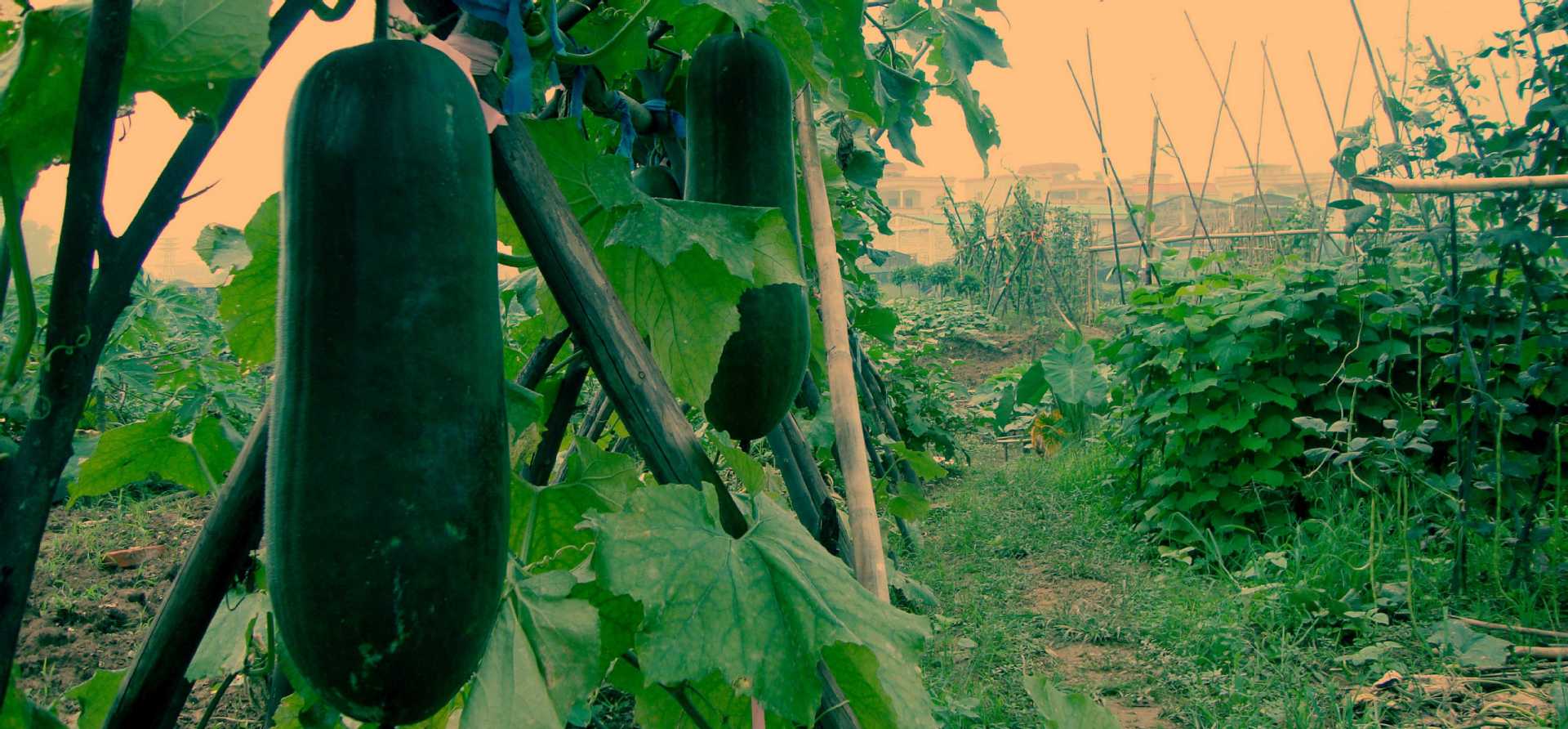 长期供应 冬瓜子提取物 10:1 冬瓜子粉 斯诺特厂家_陕西__植物提取物