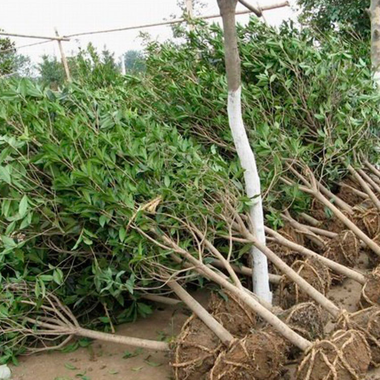 移栽精品桂花树 易成活 湖南苗圃批发 精品桂花树 量大优惠