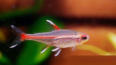 热带鱼 红管灯鱼 玻璃霓虹灯 热带鱼 观赏鱼 活体