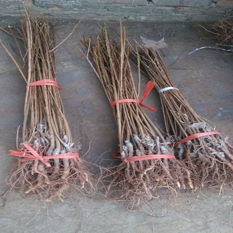 大量批发2公分黑宝石李子苗 黑宝石李子苗需要的快来