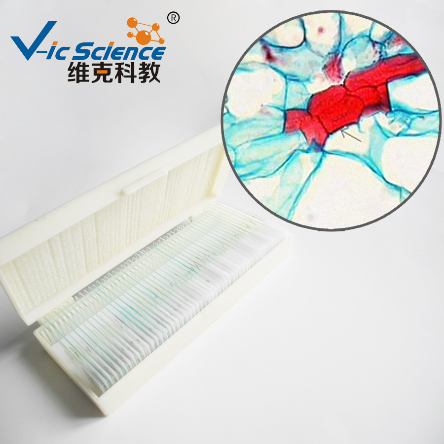 工厂直销梨果实示石细胞生物切片标本教学器材显微镜玻片