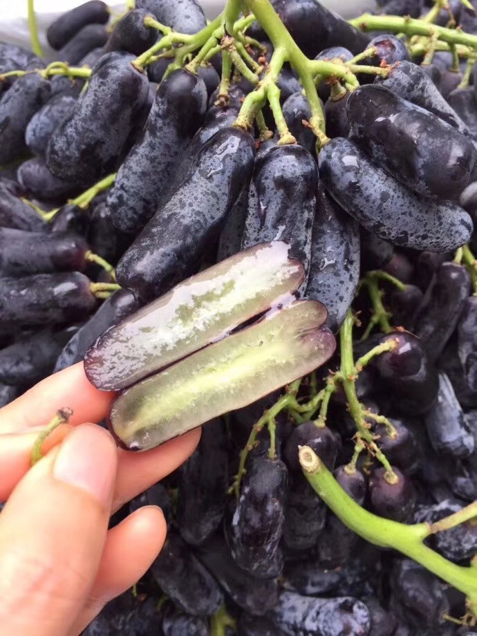 批发进口超甜金手指黑提 澳洲/美国高端美味营养水果手指黑提