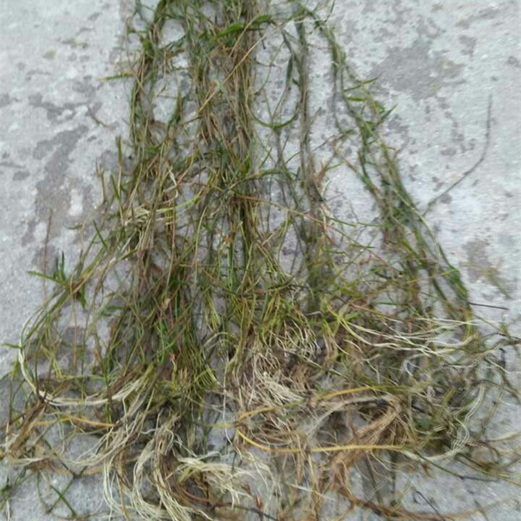 批发黄丝草微齿眼子菜篦齿眼子菜小叶眼子菜等水生植物