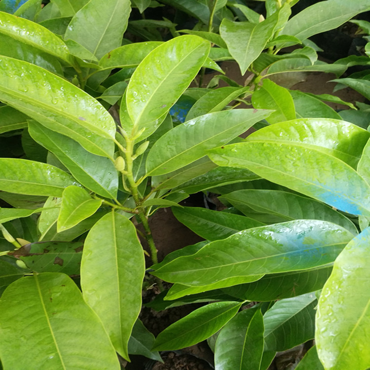 正宗嫁接白兰花苗白玉兰花树苗 白兰苗黄桷兰黄兰盆栽地栽浓香花