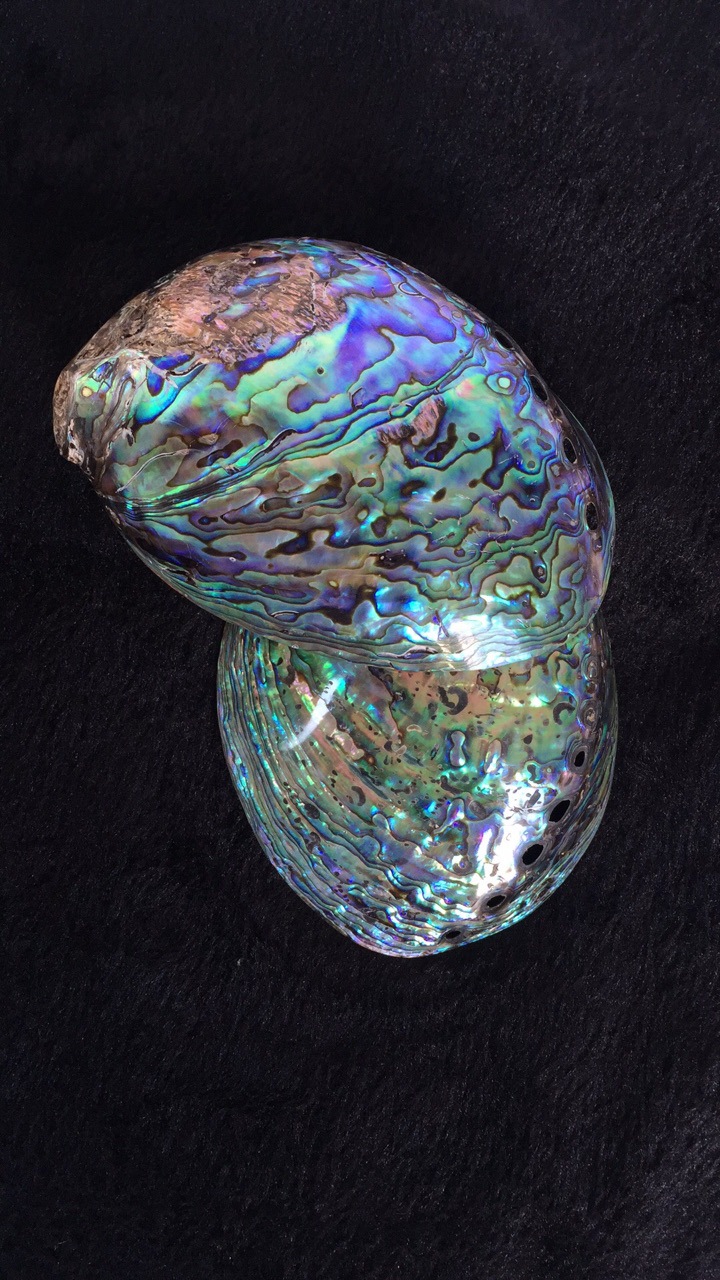 天然鲍鱼壳大量供应 澳洲黑边鲍贝壳原材料 鲍鱼壳 批发